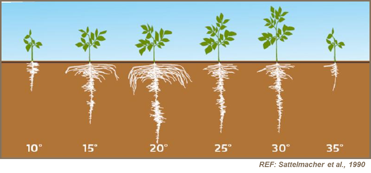 El efecto de la temperatura del suelo en el desarrollo radicular