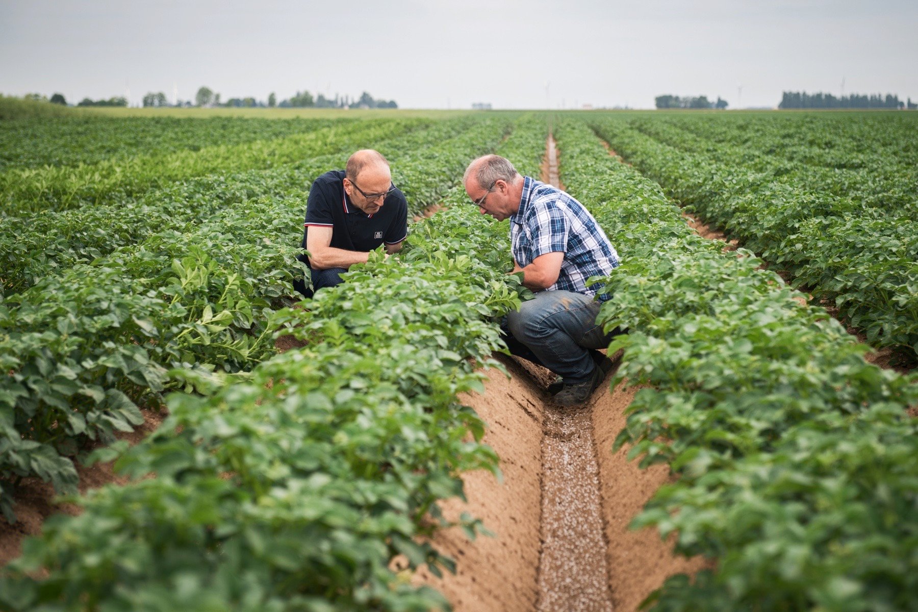 Agricultores en un campo de trigo