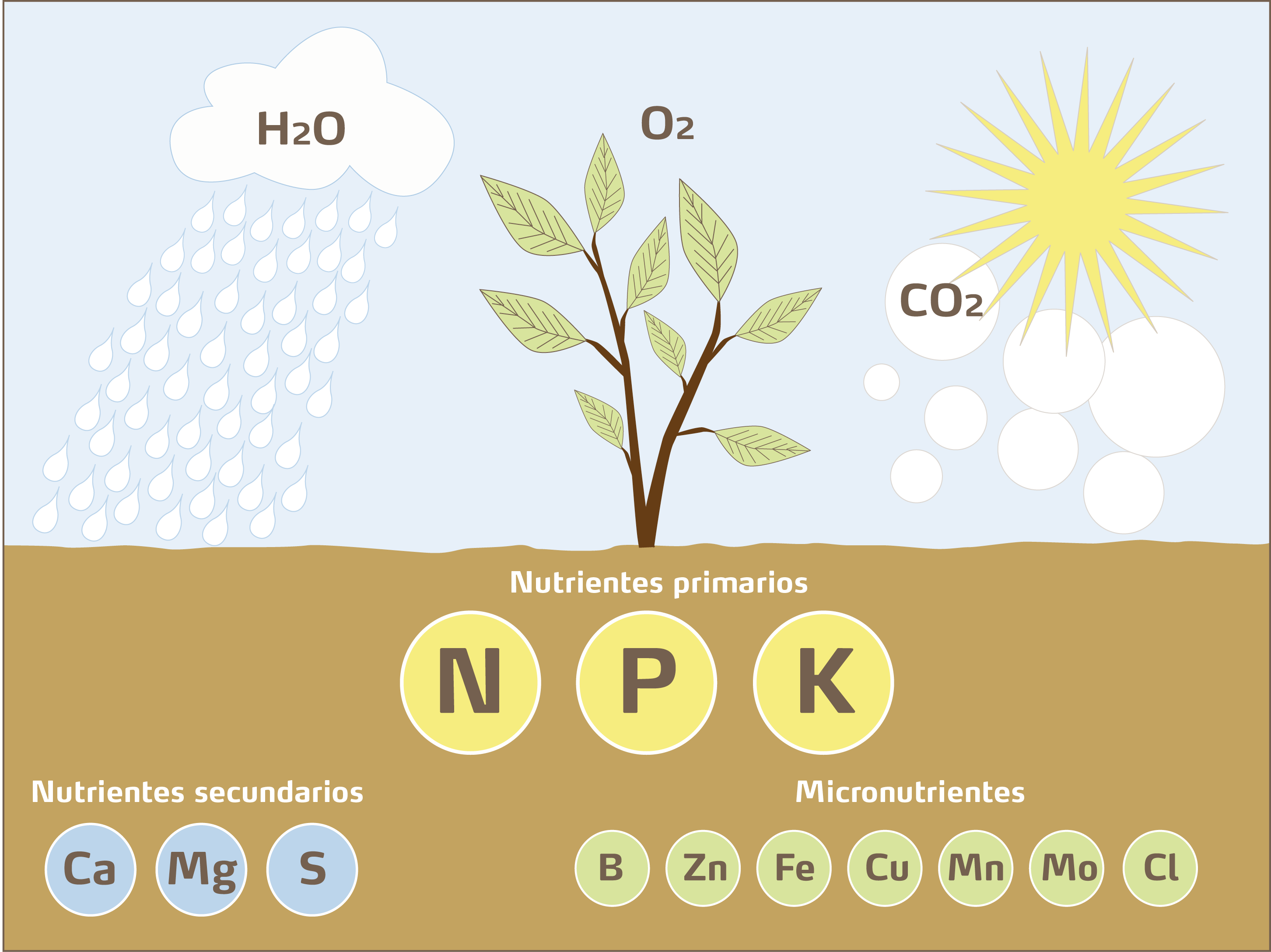 Nutrientes del suelo en cultivos.
