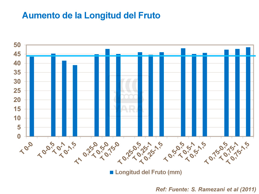Aumentar el peso de la aceituna