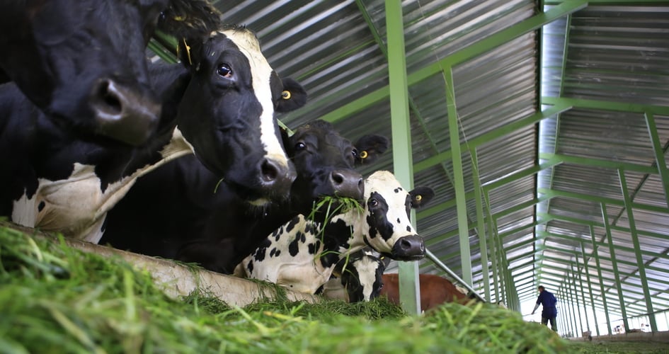 vacas en una ganadería