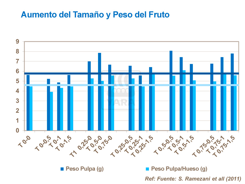 Peso y el Tamaño de las Aceitunas