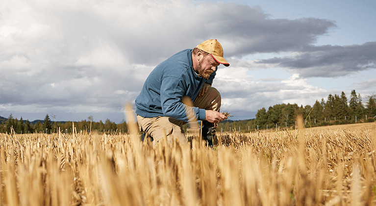 Agricultor controlando el trigo en el campo