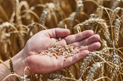 Agriculturor en su cultivo de cereal