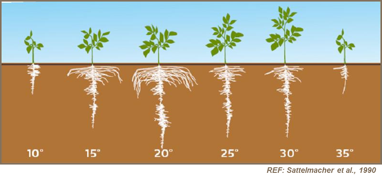 El efecto de la temperatura del suelo en el desarrollo radicular