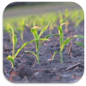 bioestimulantes, yara