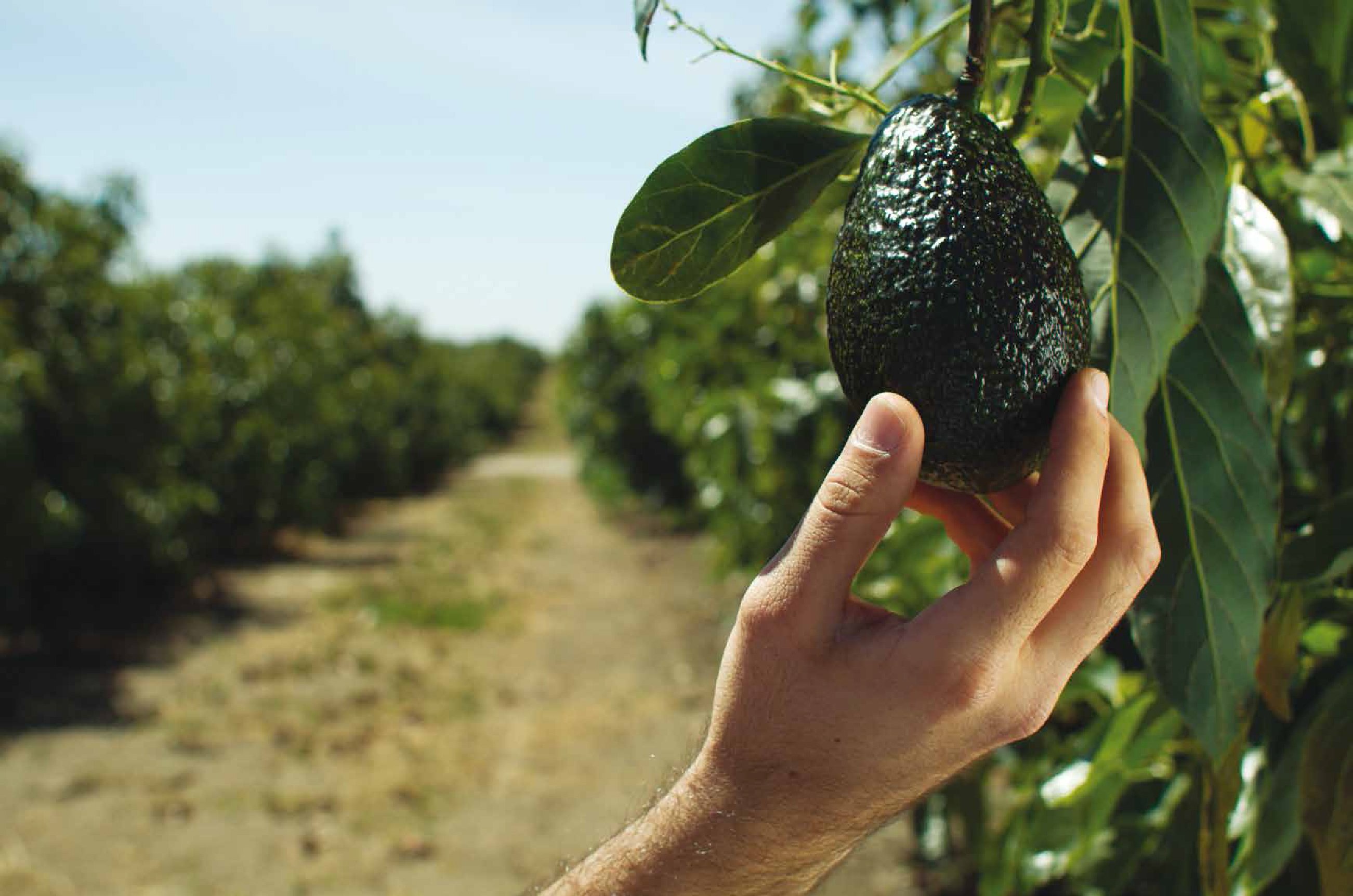 Principales Plagas y enfermedades del Aguacate | Yara España