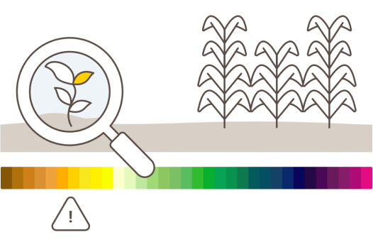 lupa mirando un cultivo de cereal