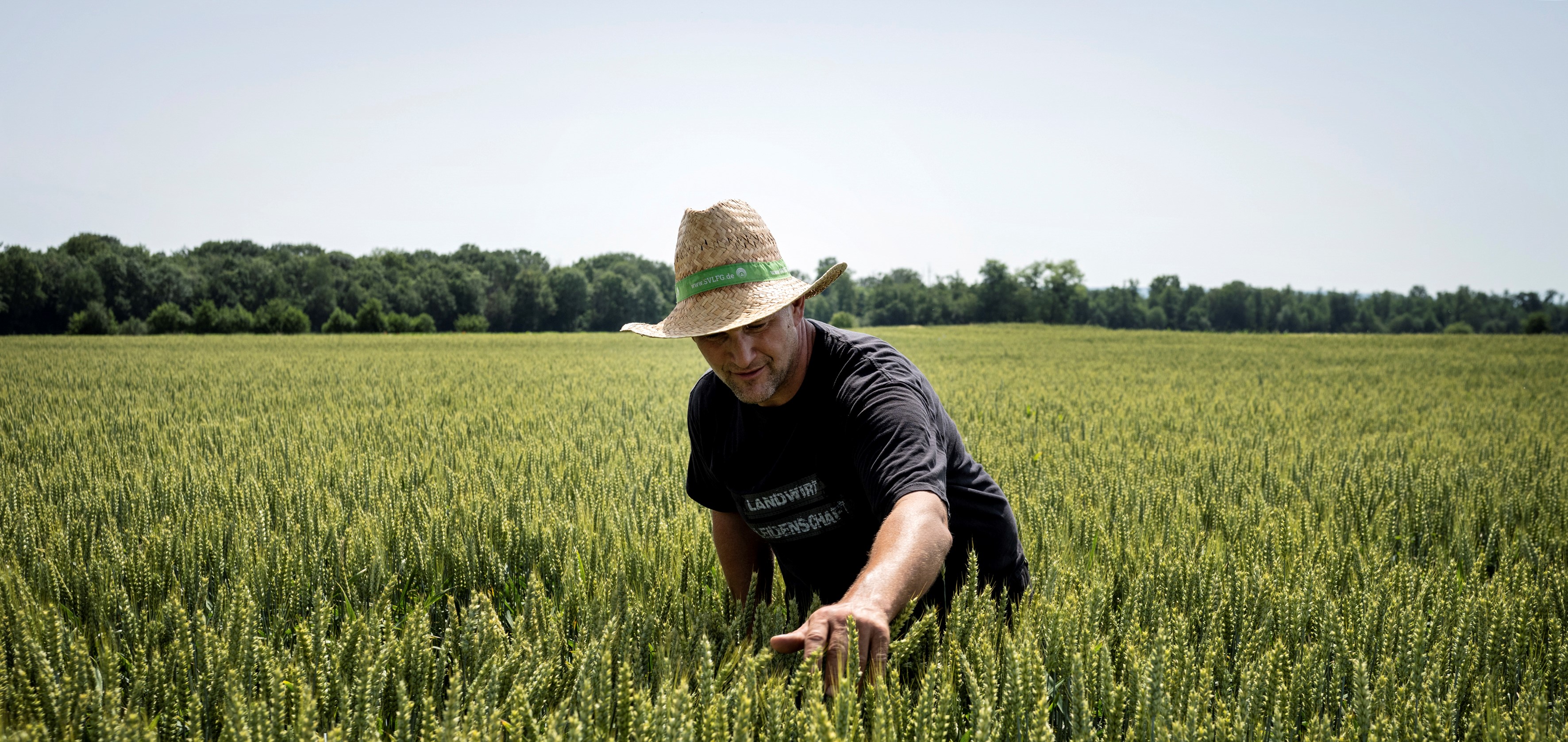 Agricultor controlando el trigo en el campo