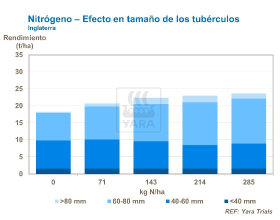 Nitrógeno - Efecto en tamaño de los tubérculos