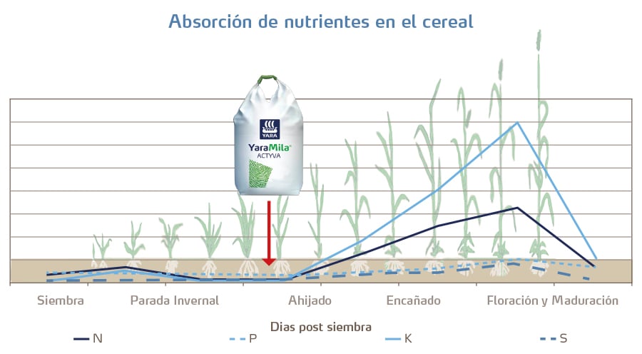 Absorción de nutrientes en cultivo de cereal