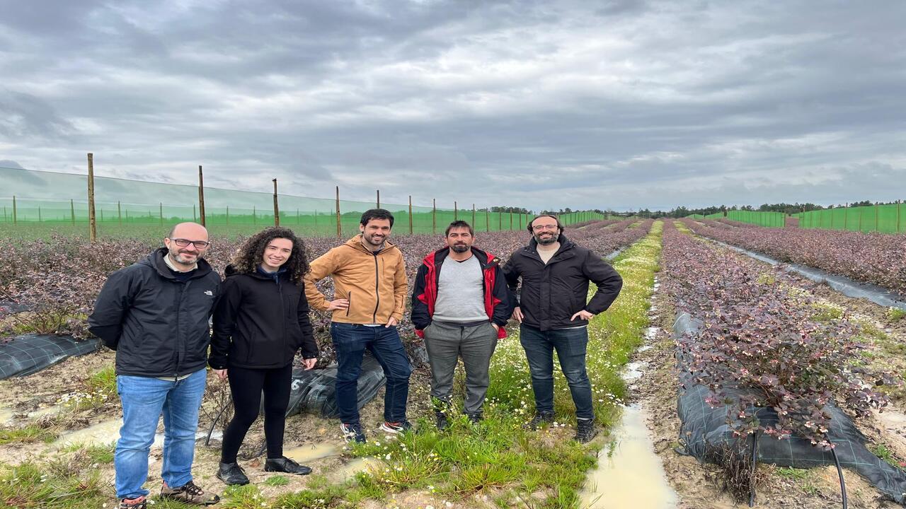 Agricultura regenerativa arandanos